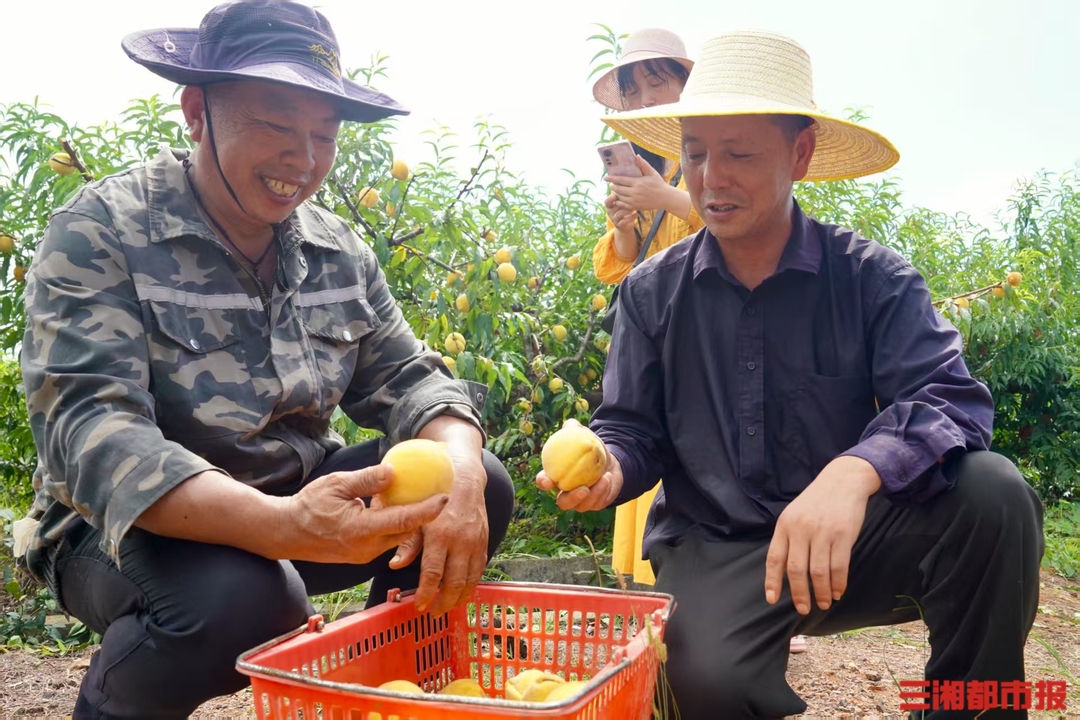 _长沙葡萄园什么时候可以采摘_长沙市摘葡萄的地方