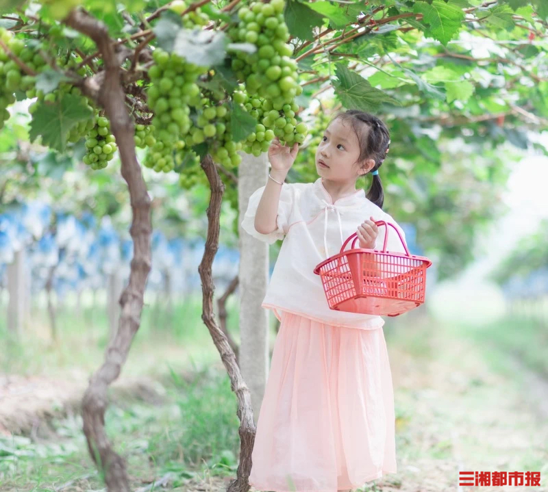长沙葡萄园什么时候可以采摘__长沙市摘葡萄的地方
