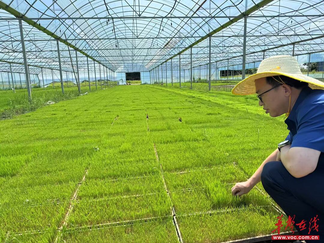 党建引领乡村振兴民生工程_党建引领促乡村振兴典型案例_